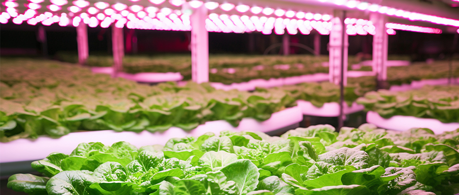 精彩纷呈 | 15vip太阳集团高光量子效率植物光照用LED