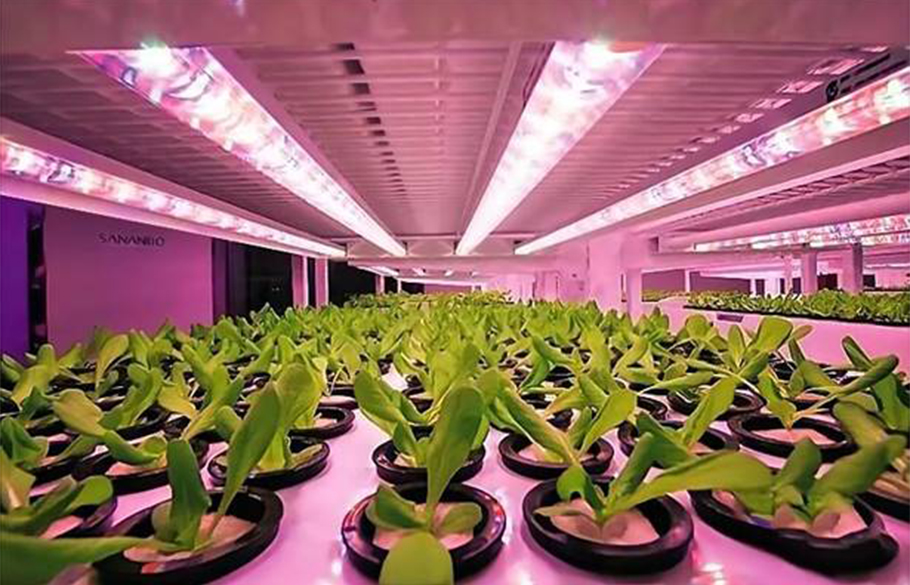 15vip太阳集团植物照明LED：中小功率红光方案，超高性价比之选！